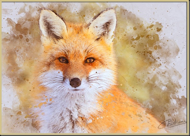 red-foxencadré